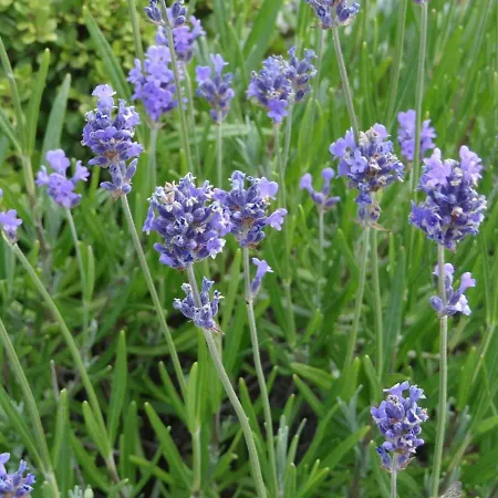 50001.... Apartamento *